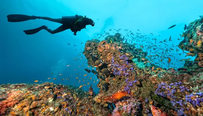 Scuba Diving in the Maldives