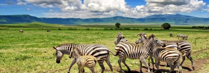 Best Safari Destinations 2024