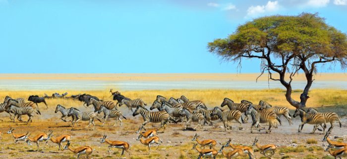 Best Safari Destinations 2024